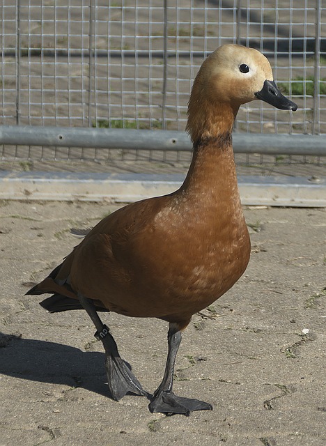 篮板与